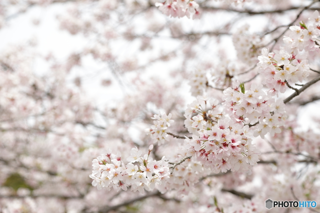 富士山本宮浅間大社 桜