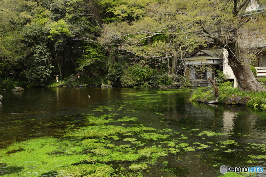 富士山本宮浅間大社 湧玉池