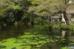 富士山本宮浅間大社 湧玉池