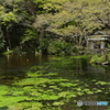 富士山本宮浅間大社 湧玉池