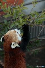 レッサーパンダ