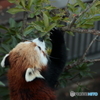 レッサーパンダ