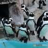 ケープペンギン