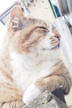 気楽にいこうにゃ～