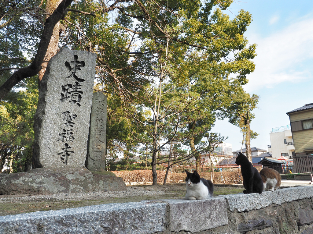 博多 聖福寺のニャンコたち