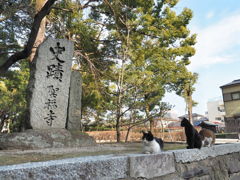 博多 聖福寺のニャンコたち