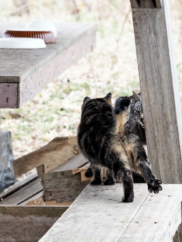 とあるノラニャンコたち　scene12