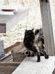 とあるノラニャンコたち　scene12