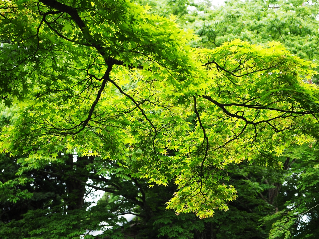 緑景