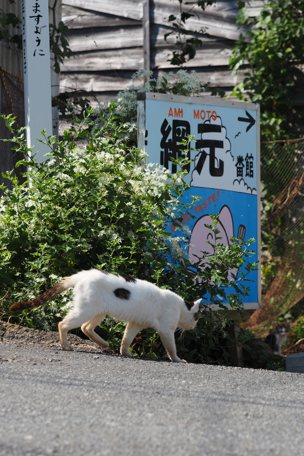 田代島2017 scene.11