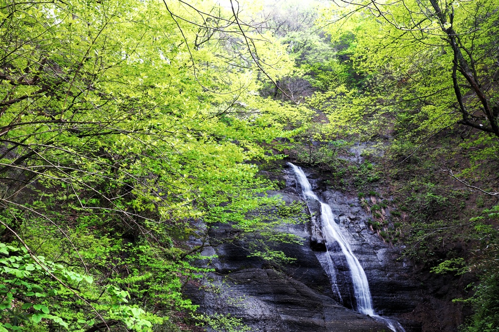 静寂なる白糸の滝
