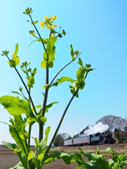 小さな春、小さな汽車
