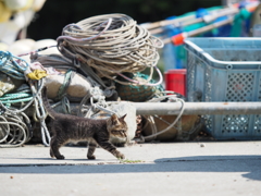 田代島2017 scene.05