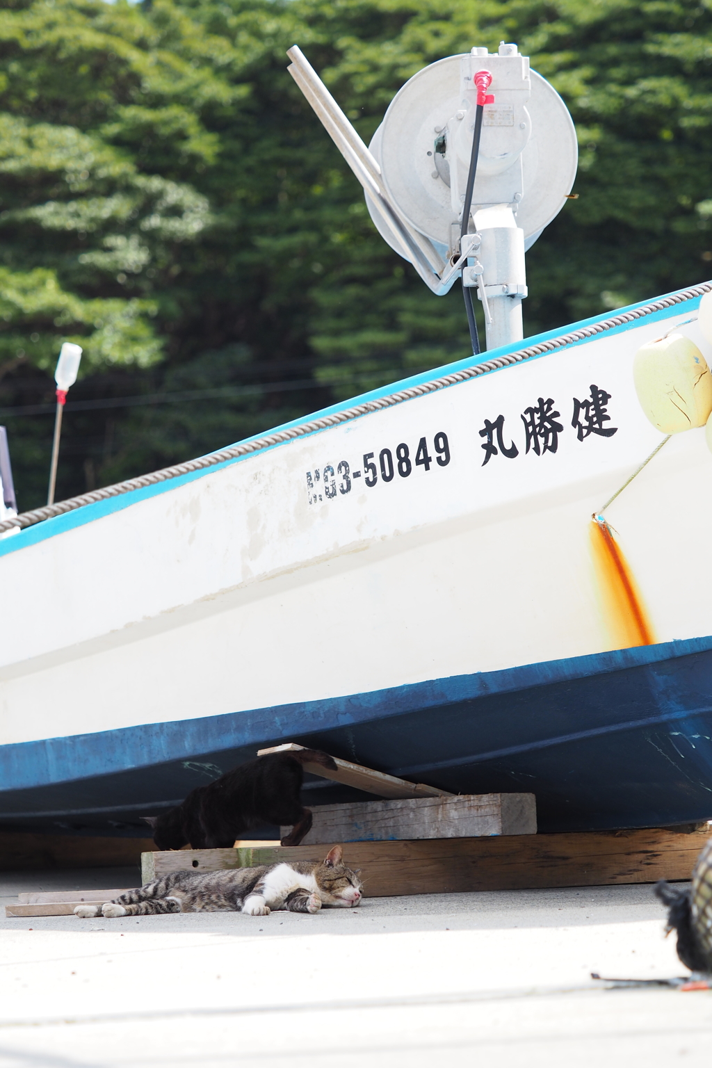 田代島2017 scene.07