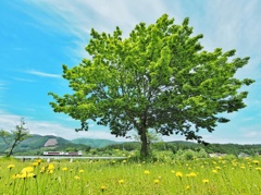 息吹く春の下を