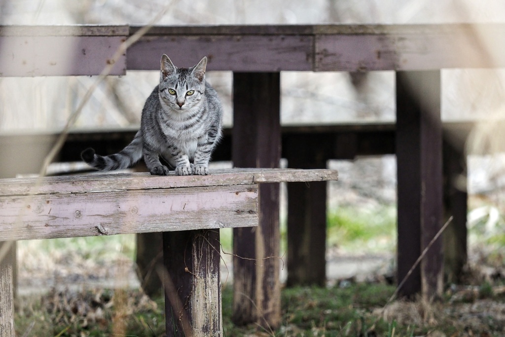 とあるノラニャンコたち　scene5