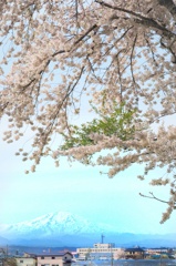 出羽桜