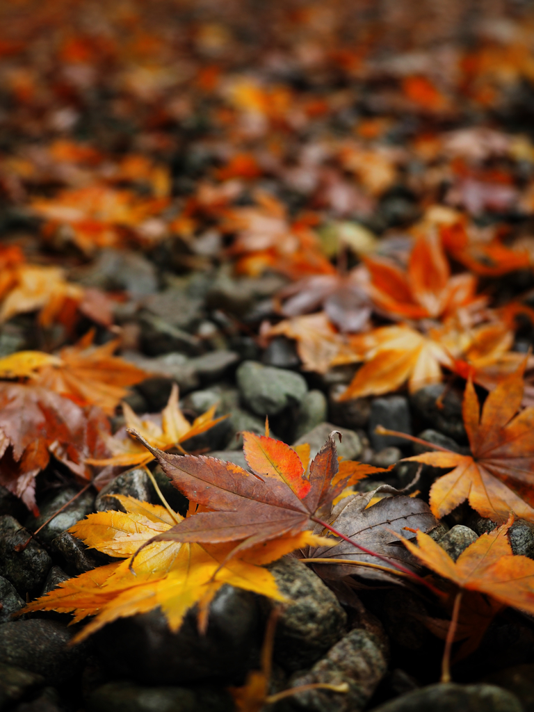 足元に広がる秋