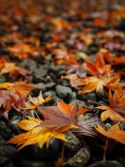 足元に広がる秋