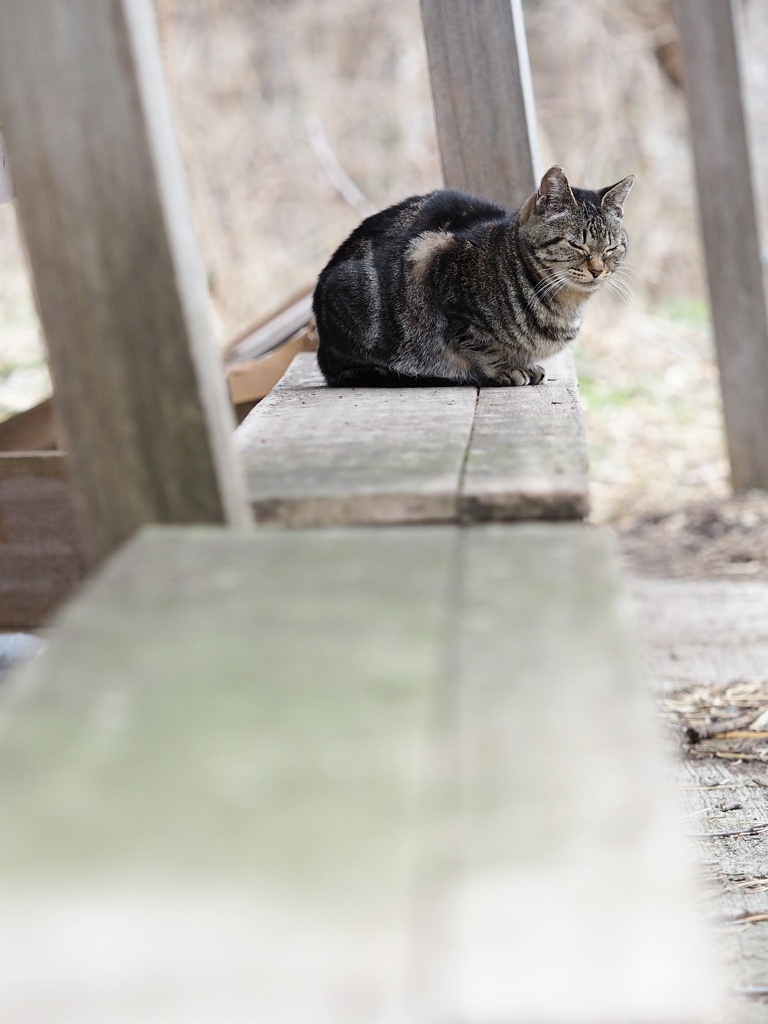 とあるノラニャンコたち　scene13