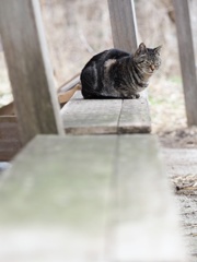 とあるノラニャンコたち　scene13