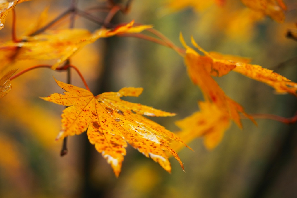 色付く秋の日に