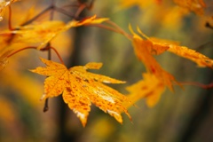 色付く秋の日に