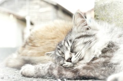 にゃんにゃんにゃんの日