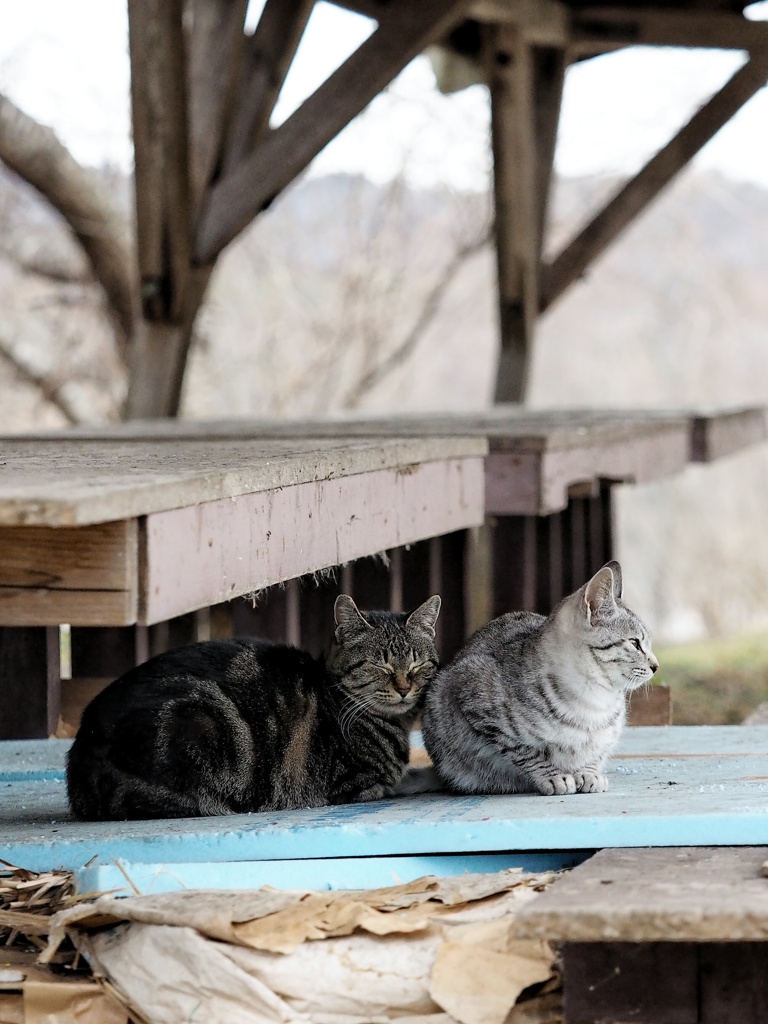 とあるノラニャンコたち　scene2