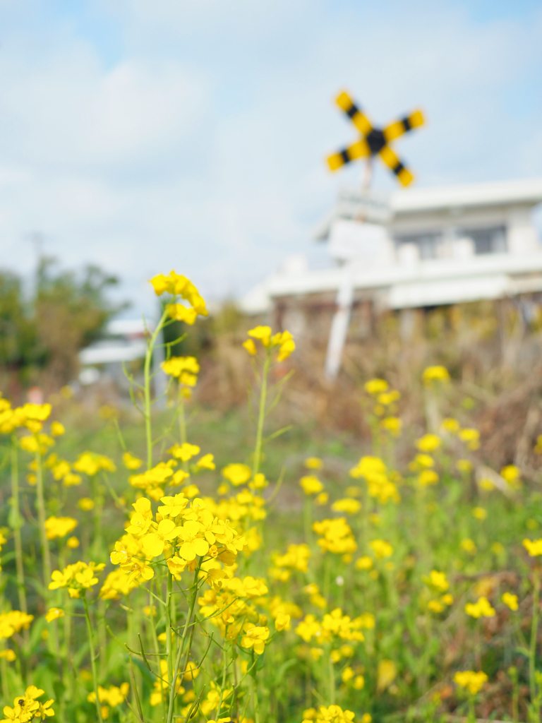 菜の花の線路端