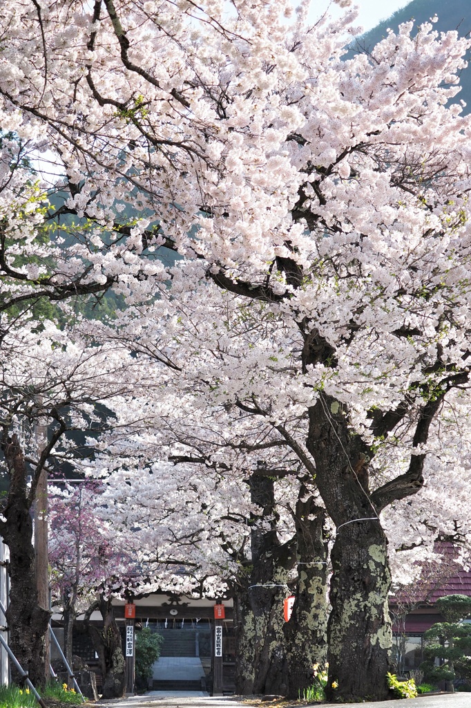 富山馬頭観世音の春