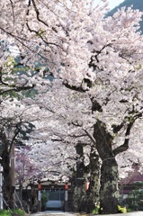 富山馬頭観世音の春