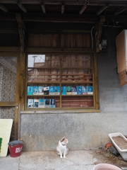 長崎　坂の街の猫