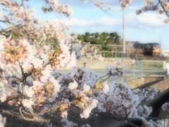 最後の桜