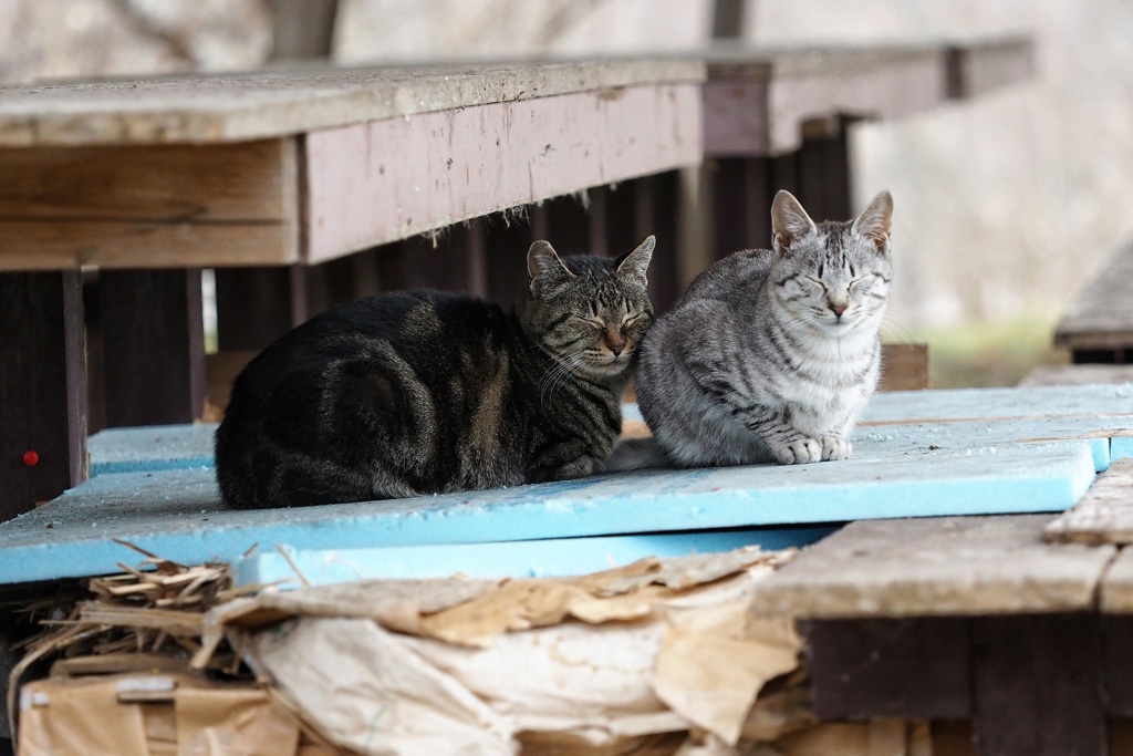 とあるノラニャンコたち　scene3