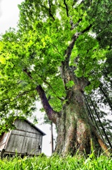 富沢のトチノキ