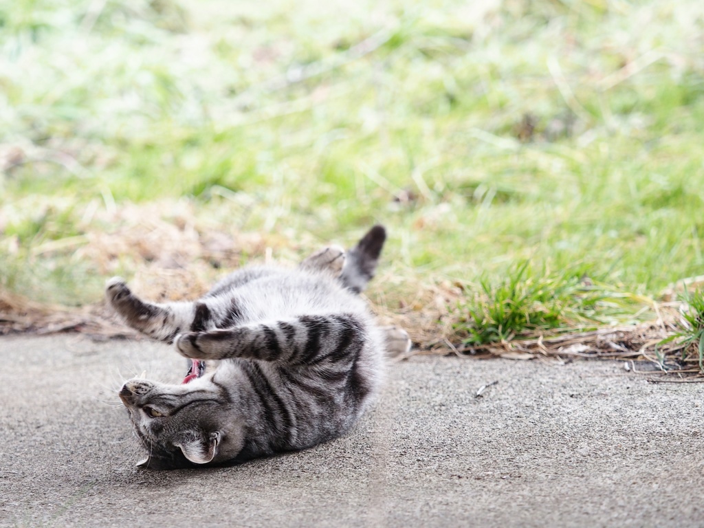 とあるノラニャンコたち　scene10