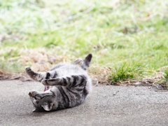 とあるノラニャンコたち　scene10