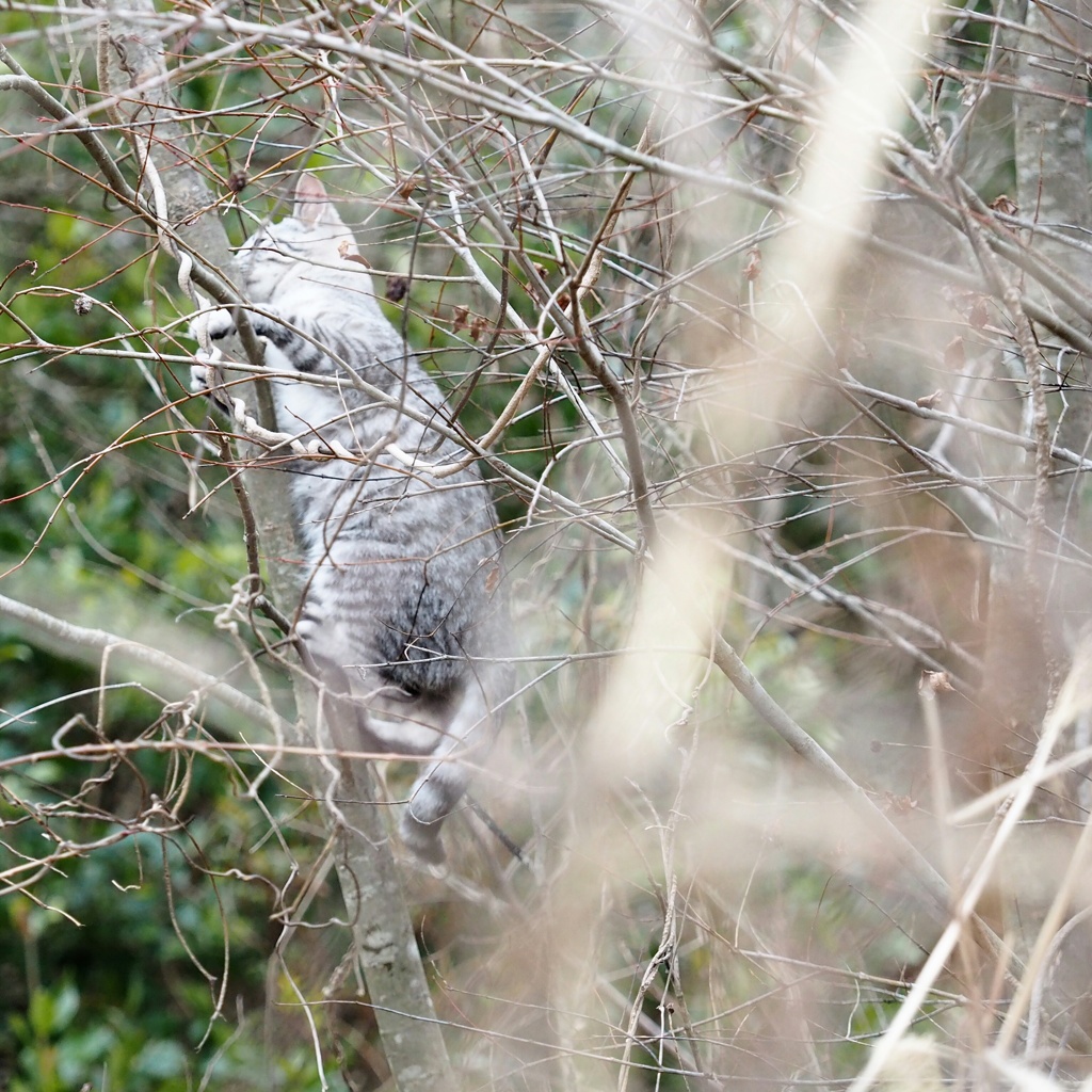 とあるノラニャンコたち　scene9