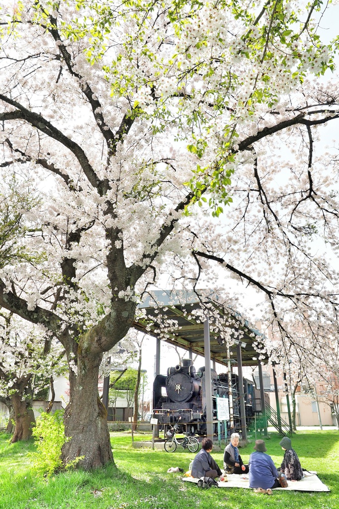 桜の木の下で