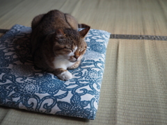 猫に座布団