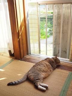 日本猫は