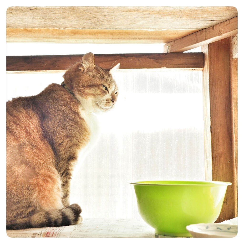 春の陽気に