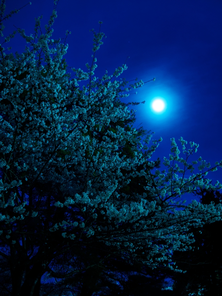朧月夜桜