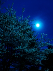 朧月夜桜