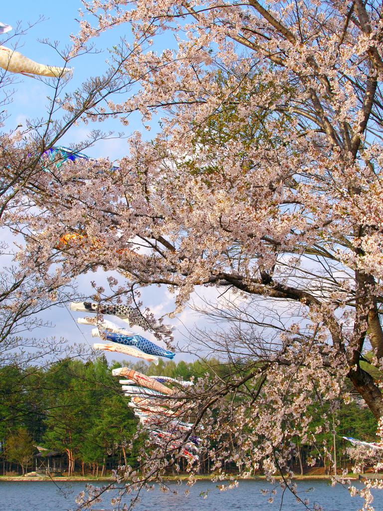 東北の春