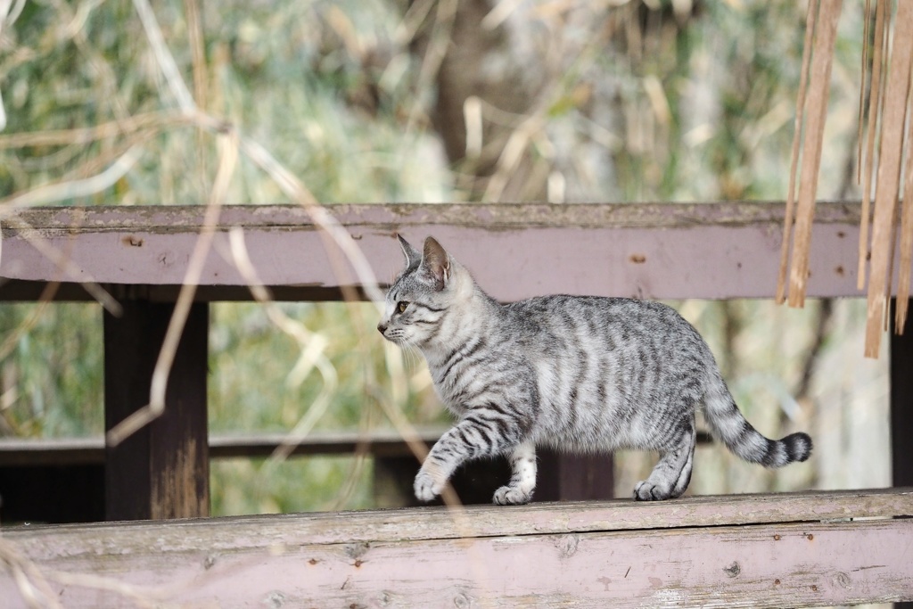 とあるノラニャンコたち　scene7