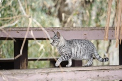 とあるノラニャンコたち　scene7