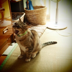 にゃくび にゃくび