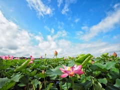 伊豆沼のひと夏